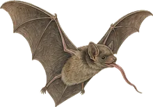 Mexican Long-tongued Bat