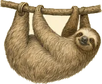 Hoffmann's Two-toed Sloth