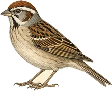 Lark Sparrow