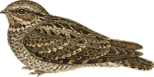 Lesser Nighthawk