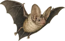 Peters's Woolly False Vampire Bat