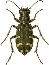 Bronzed Tiger Beetle