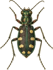 Six-spotted Tiger Beetle