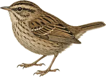 Sedge Wren