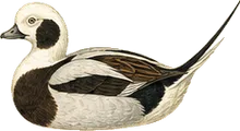 Long-tailed Duck