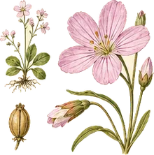 Spring Beauty