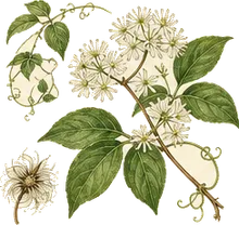Virgin's Bower