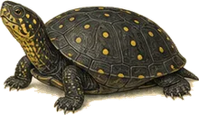Spotted Turtle