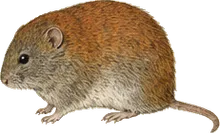 Western Red-backed Vole