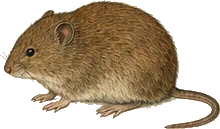 Bank Vole