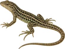 Western Whiptail