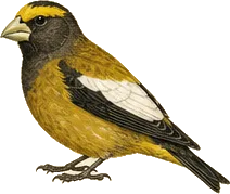 Evening Grosbeak