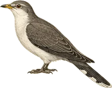 Yellow-billed Cuckoo
