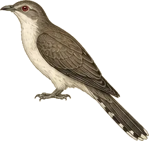 Black-billed Cuckoo