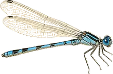 Taiga Bluet