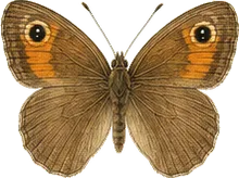 Common Ringlet