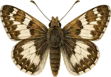 Outis Skipper