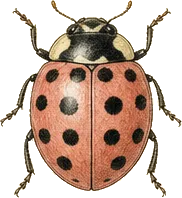 Spotted Pink Lady Beetle