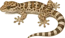 Western Banded Gecko
