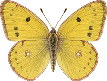 Queen Alexandra's Sulphur