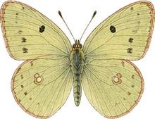 Pale Arctic Sulphur