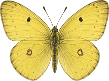 Clouded Sulphur