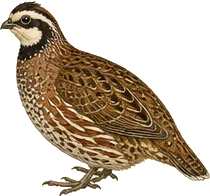Northern Bobwhite