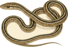 Coachwhip