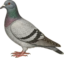 Rock Pigeon