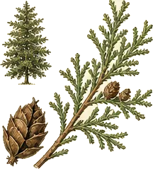 Sweetfern
