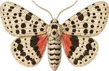 Mobile Condica Moth