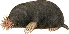 Star-nosed Mole