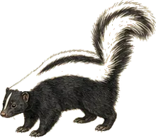 American Hog-nosed Skunk
