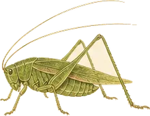 Slender Meadow Katydid