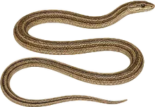 Sharp-tailed Snake