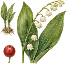 Lily of the Valley