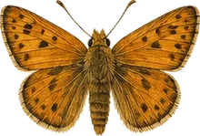 Orange Skipperling
