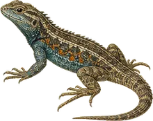 Greater Earless Lizard