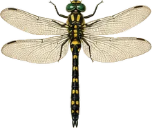 Arrowhead Spiketail