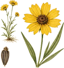 Lanceleaf Coreopsis