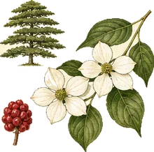Pagoda Dogwood