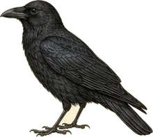Common Raven
