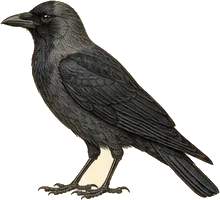 Fish Crow