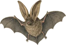 Townsend's Big-eared Bat