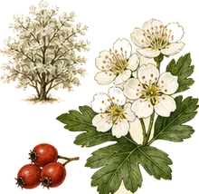 English Hawthorn