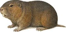 Yellow-faced Pocket Gopher