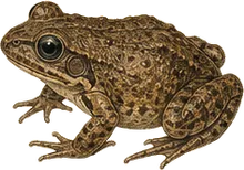 Barking Frog