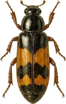 Ant-nest Beetle
