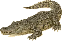 American Crocodile