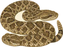 Western Diamondback Rattlesnake
